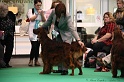 Crufts2011 739